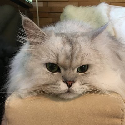 やまねあやの's profile picture