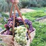 النجدي 的头像