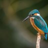 kimiokun_slowlife profil fotoğrafı