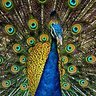 Profilbild von Can I see your peaCOCK