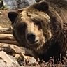 Фото профиля Yogi Bear
