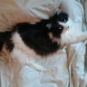 ぽん profil fotoğrafı