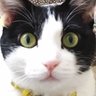 ramuち🐈ゆっきぃ。's profile picture