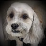 Joan Blanco's profile picture