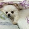 Lily 的头像
