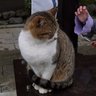 のらねこ!冬コミUSB本頒布中 profil fotoğrafı