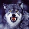 Profilbild von The Dark