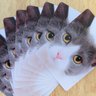 Cats & Cucumbers's profile picture