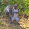 Just a squirrel trying to get a nut 🟧's profile picture