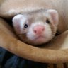naosan's profile picture