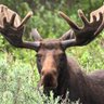 Moose 的头像