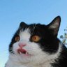 Joe Remarque's profile picture