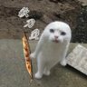 Profilbild von まるたつ