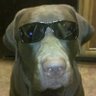 wayne #RIP Kona 💔🌈🐾 profil fotoğrafı