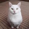 ミツオコレクター（旧えだまめ） profil fotoğrafı
