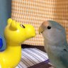 Фото профиля コザクラ
