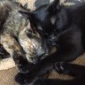 Profilbild von 🐱サビハナ😽|世帯主ハナビーの春夏秋冬😽