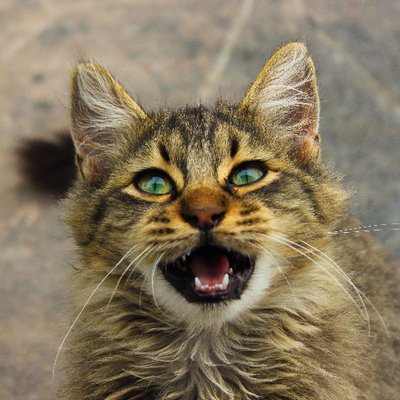 Esos gatos locos's profile picture