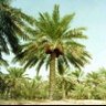 alrashed's profile picture