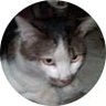 トメ吉 Tome profil fotoğrafı