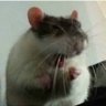 Dani elle's profile picture
