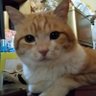 Profilbild von ましゃネネ