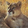 野生王 profil fotoğrafı