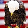 Profilbild von Rogue POTUS Staff