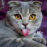 cyc123666 profil fotoğrafı
