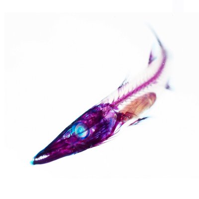 オリザ's profile picture