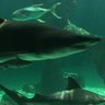 Profilbild von entretiburones
