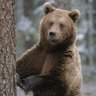 banterousbear profil fotoğrafı