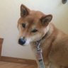 Profilbild von くみちゃん