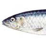 Sardine Insider profil fotoğrafı
