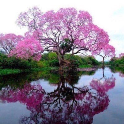 Agriculture_esa's profile picture