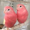 ピノノア 的头像
