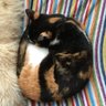 さぴお's profile picture