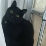 にゃおん's profile picture