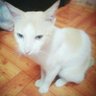 Profilbild von Bob 🐈