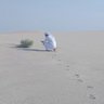 Mansoor منصور's profile picture