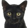 Kucing Hitam's profile picture