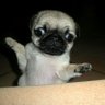 Profilbild von Pug