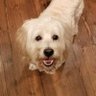 Riley the Dog's profile picture