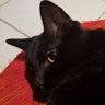 Profilbild von Hatsh