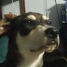 Jaspers profil fotoğrafı