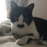 Profilbild von ヒゲ猫トマとウニ
