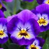 Фото профиля raffaella
