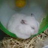 ぱむさん's profile picture