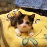 ミュウ💛 的头像