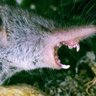 Profilbild von Malcontent Shrew